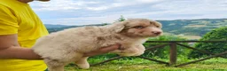 Australian Shepherd cani in vendita: Cuccioli Australian Shepherd con pedigree  - Annuncio 8