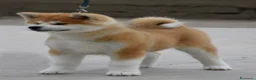 Akita Inu cani in vendita: Cucciolo Akita inu (Top Selection) a Città metropolitana di Roma Capitale - Annuncio 37