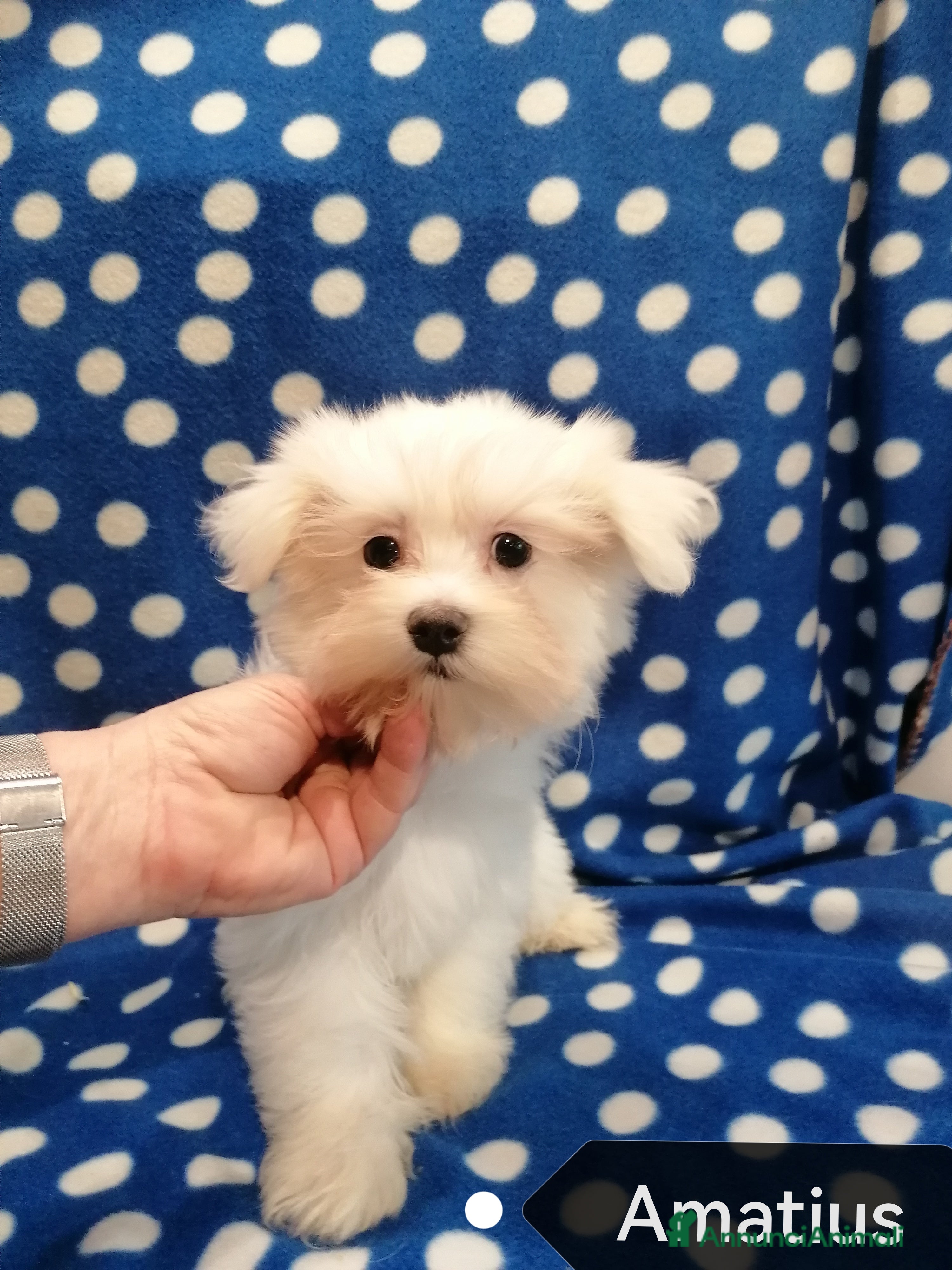 Maltese cani Maltese cuccioli - Annuncio 12