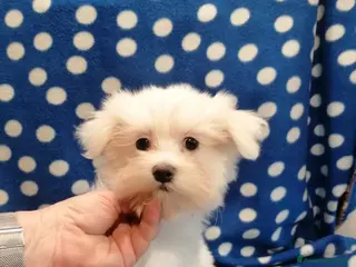 Maltese cani Maltese cuccioli - Annuncio 12