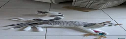Europeo gatti in regalo: Piko & Bok: dalla radura al cuore di una famiglia! - Annuncio 3