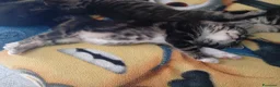 Meticcio gatti in regalo: Regalo gattini nati 14/4 a Provincia di Verona - Annuncio 3