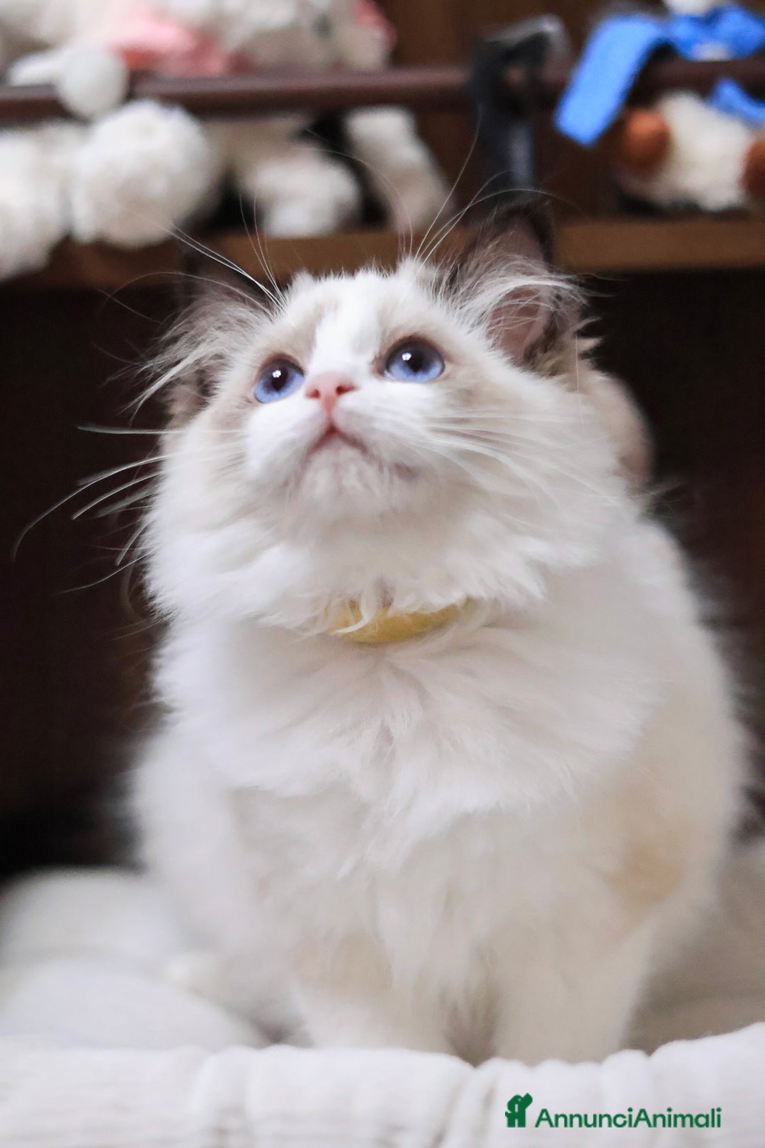 Ragdoll gatti in vendita: Cuccioli ragdoll - Annuncio 2