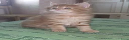 Maine Coon gatti in vendita: Litter E Dolci Fusa - Annuncio 6