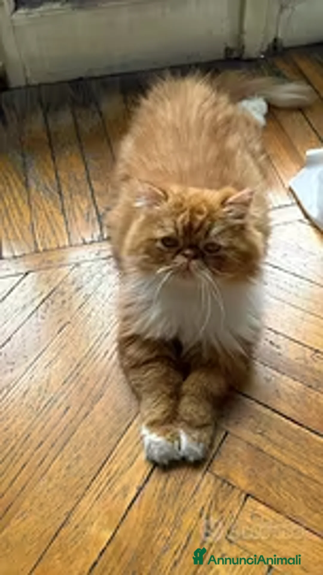 Persiano gatti per accoppiamento: Una compagna per il mio gatto persiano a Città Metropolitana di Torino - Annuncio 5