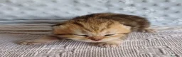 Scottish gatti in vendita: Cuccioli Scottish Fold e Straight a Provincia di Reggio Emilia - Annuncio 15