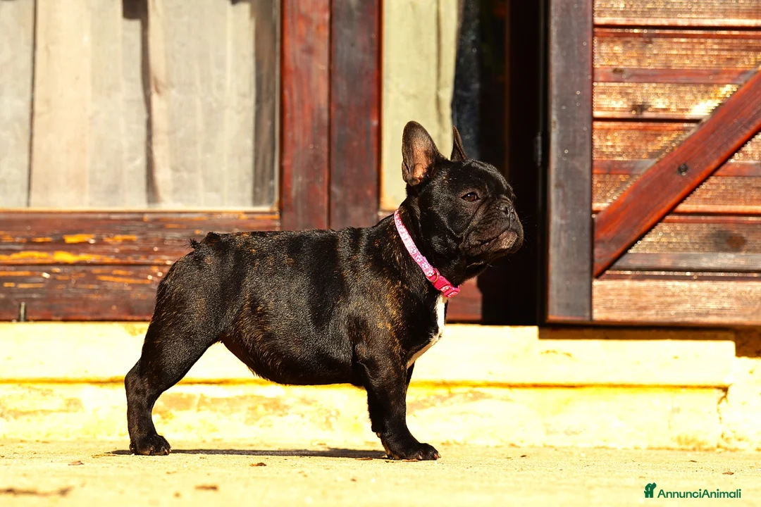 Bulldog Francese cani in vendita: Femmina Bringee  - Annuncio 1