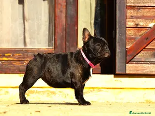 Bulldog Francese cani Femmina Bringee - Annuncio 3
