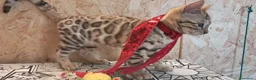 Bengala gatti in vendita: Bengala cucciolo snow a Provincia di Cremona - Annuncio 8