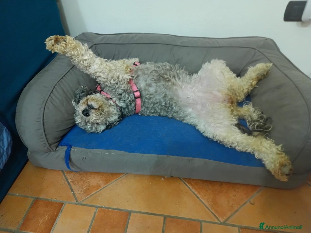 Barboncino cani in regalo: FRAGOLA & CILIEGIA, simpaticissime BARBOCINE - Annuncio 17