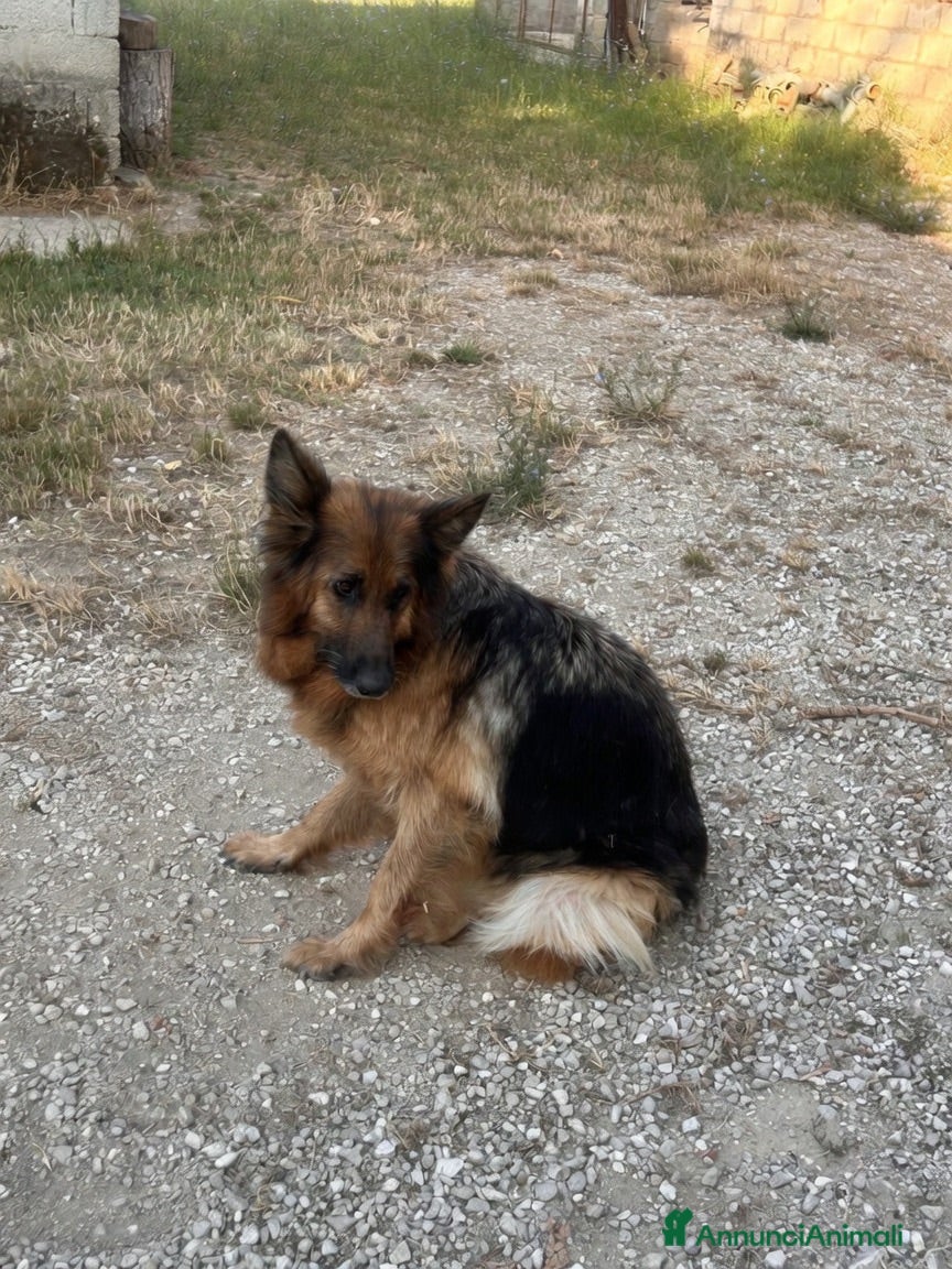 Pastore Tedesco cani Cucciolo pastore tedesco  - Annuncio 32