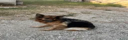 Pastore Tedesco cani in vendita: Cucciolo pastore tedesco  a Provincia di Frosinone - Annuncio 1