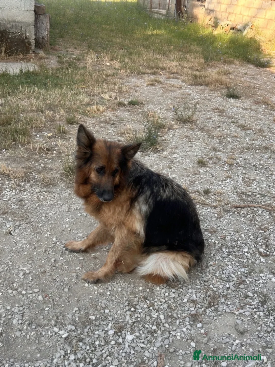 Pastore Tedesco cani in vendita: Cucciolo pastore tedesco  a Provincia di Frosinone - Annuncio 1