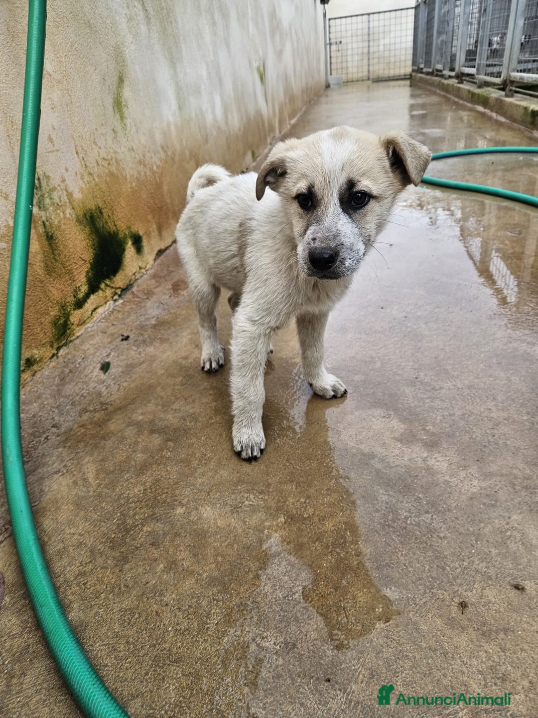 Meticcio cani in regalo: Roseto: 2 mesi taglia media - Annuncio 3
