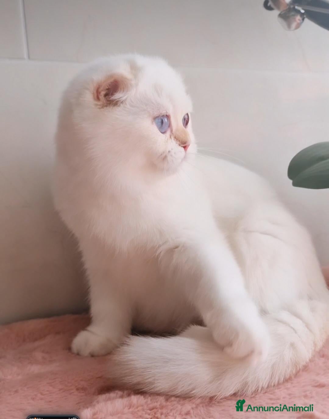 Scottish gatti Scottish Fold  - Annuncio 14