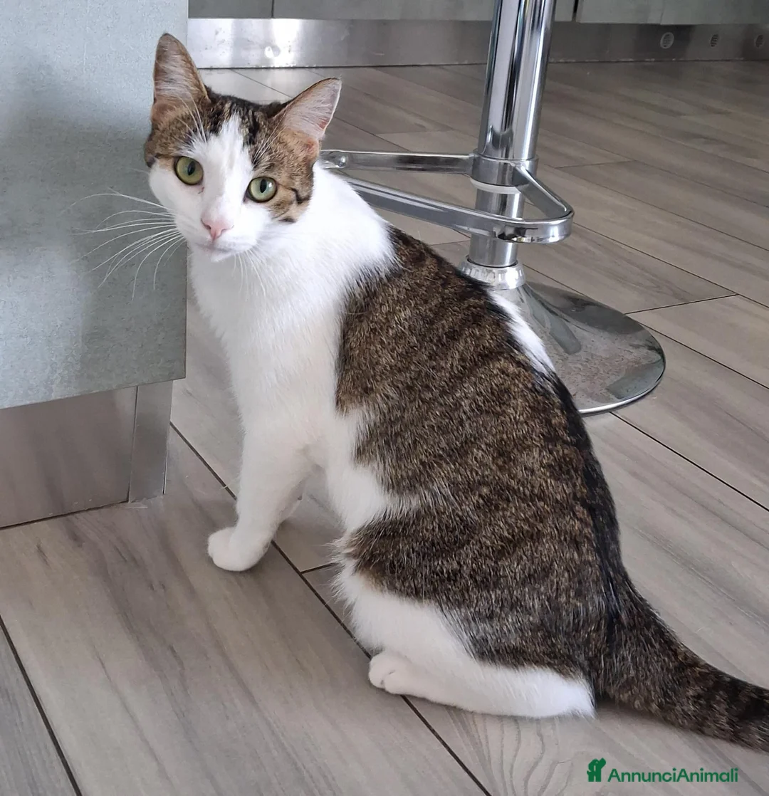 Altre razze gatti in regalo: GATTE ADULTE  - Annuncio 6