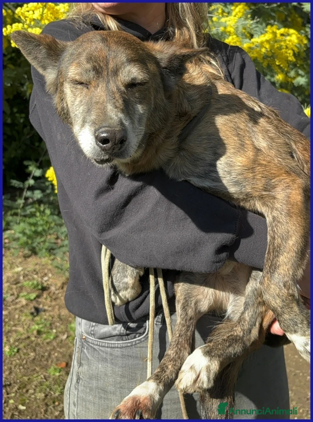 Meticcio cani in regalo: WILMA FLINSTONES, NONNINA TIGRATA RECUPERATA DA UN - Annuncio 10