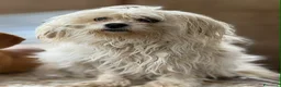 Maltese cani in regalo: LEDA, giovane MALTESE super affettuosa! - Annuncio 5