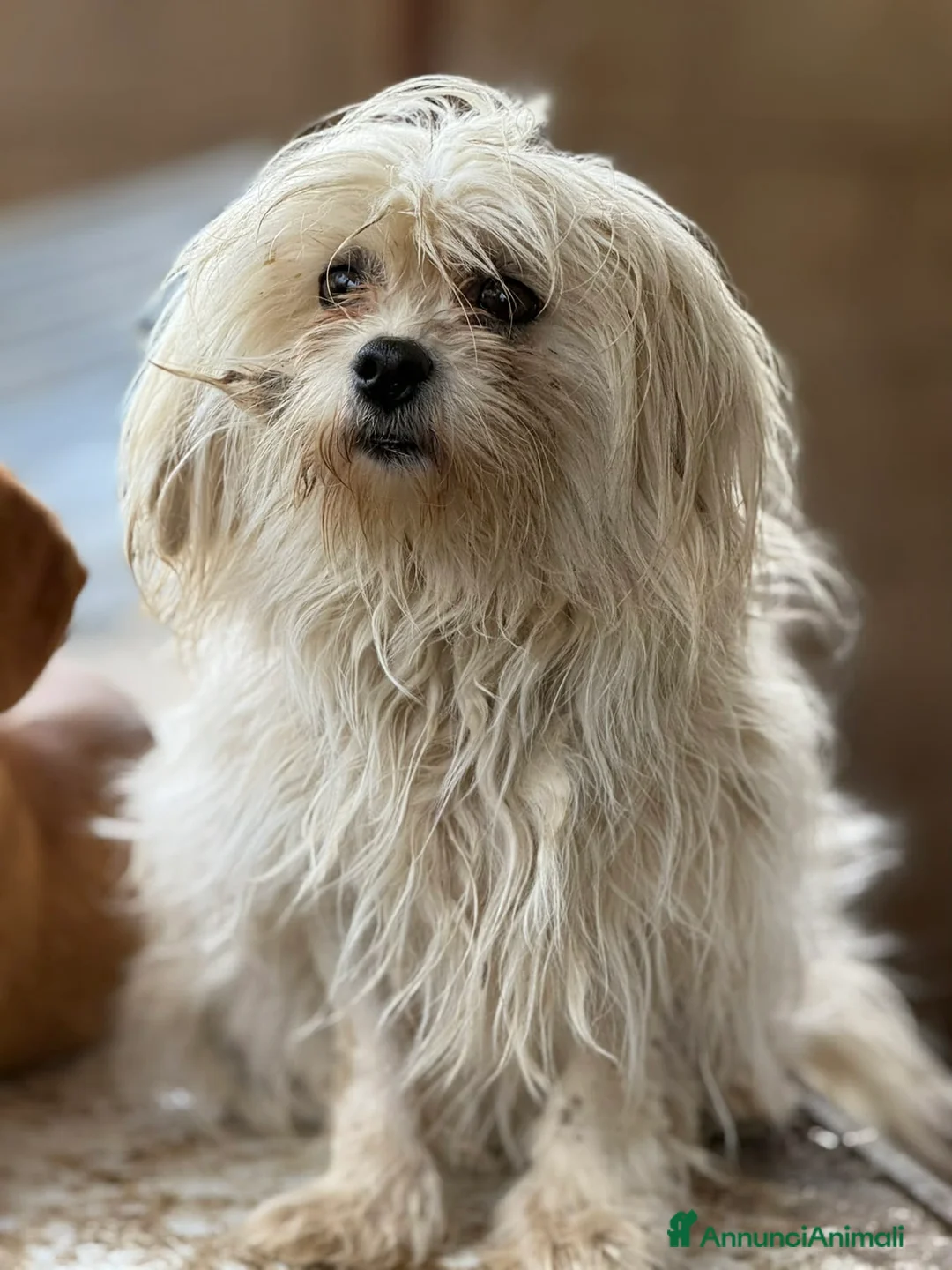 Maltese cani in regalo: LEDA, giovane MALTESE super affettuosa! - Annuncio 5