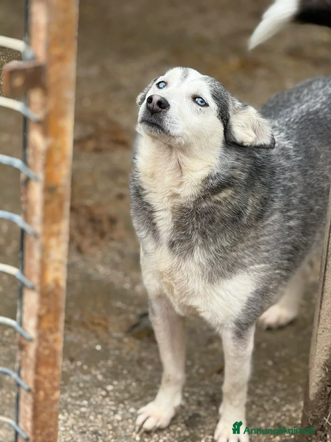 Meticcio cani in regalo: BLUE, bellissima mix HUSKY impaurita! - Annuncio 2