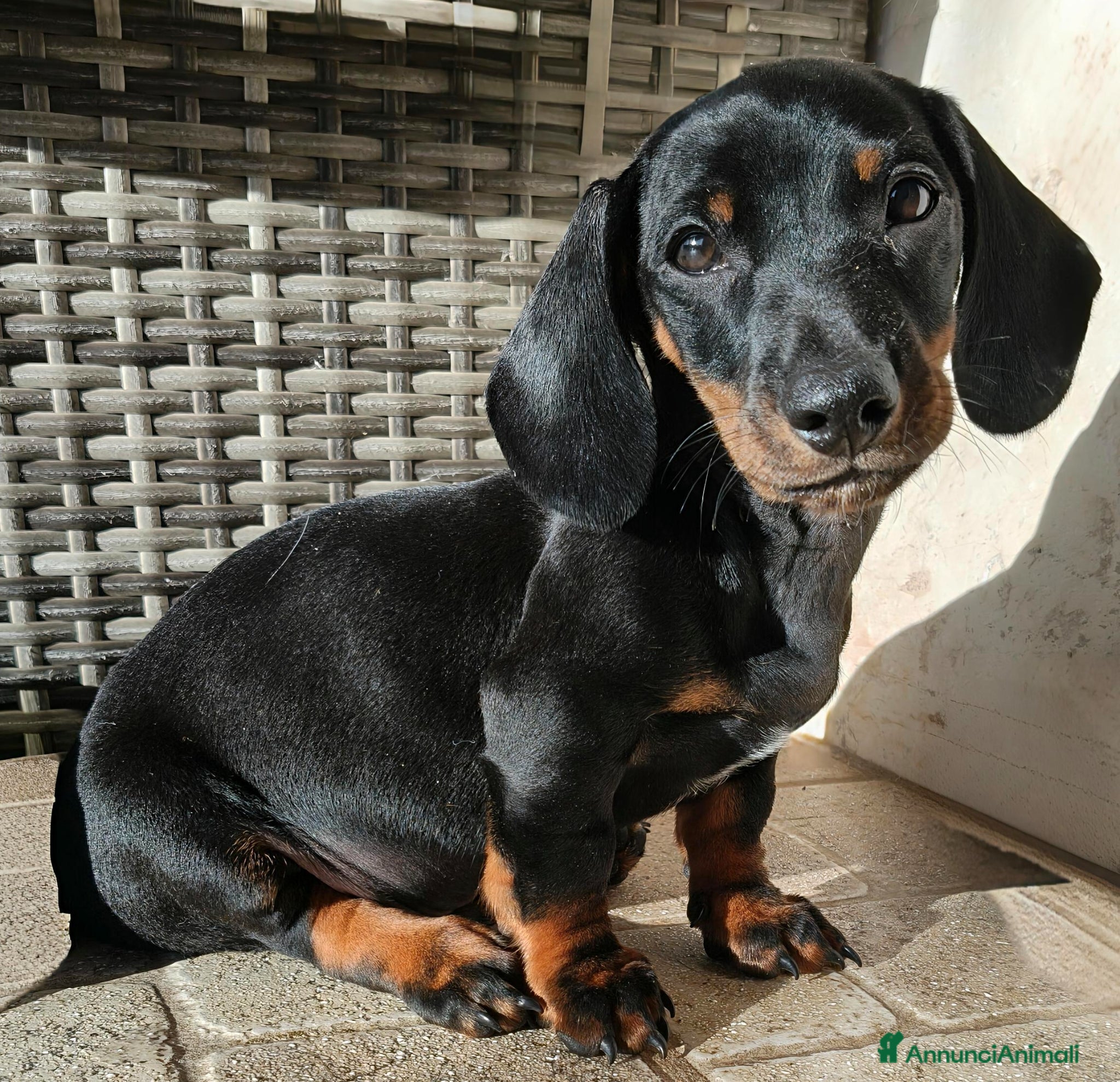 Bassotto cani Bassotto maschio  - Annuncio 9