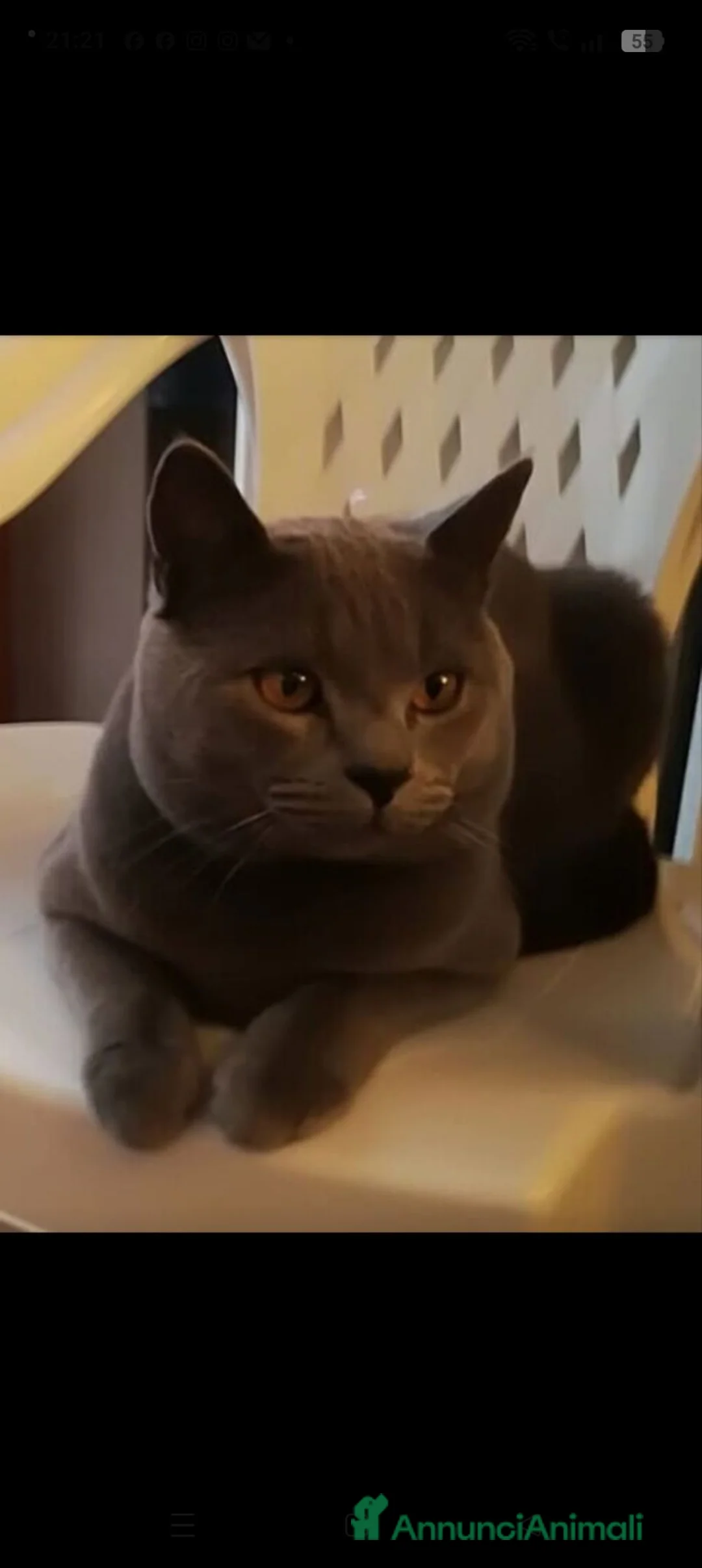Certosino gatti in vendita: CUCCIOLI DI CERTOSINO PURISSIMI  - Annuncio 18