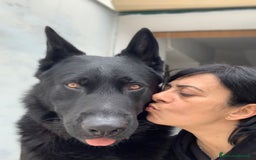 Pastore Tedesco cani per accoppiamento: Cerco pastore tedesco femmina X accoppiamento  a Provincia di Matera - Immagine 5