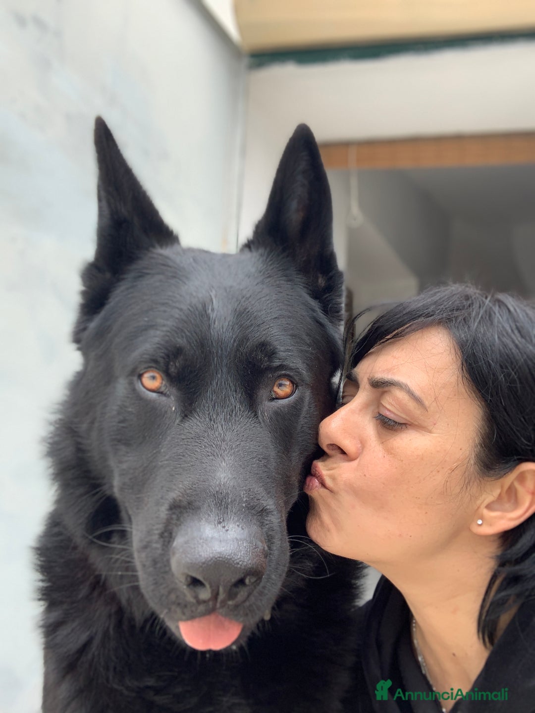 Pastore Tedesco cani per accoppiamento: Cerco pastore tedesco femmina X accoppiamento  a Provincia di Matera - Immagine 5