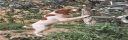 Breton cani in regalo: Norman - Annuncio 4