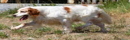 Breton cani in regalo: Bret aspetta una famiglia dal cuore grande!! - Annuncio 5