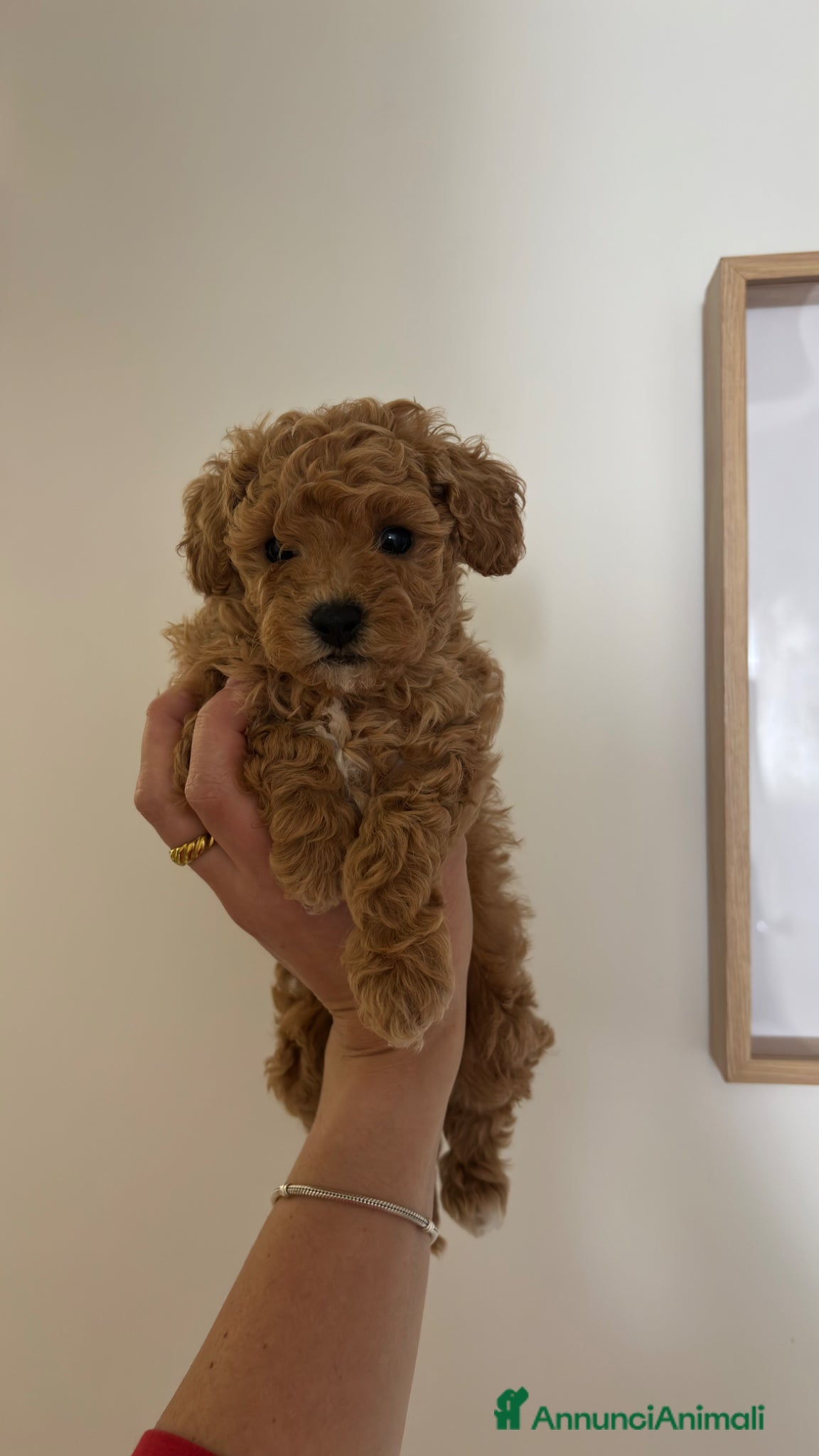 Barboncino Toy cani 3280166815 - Annuncio 1