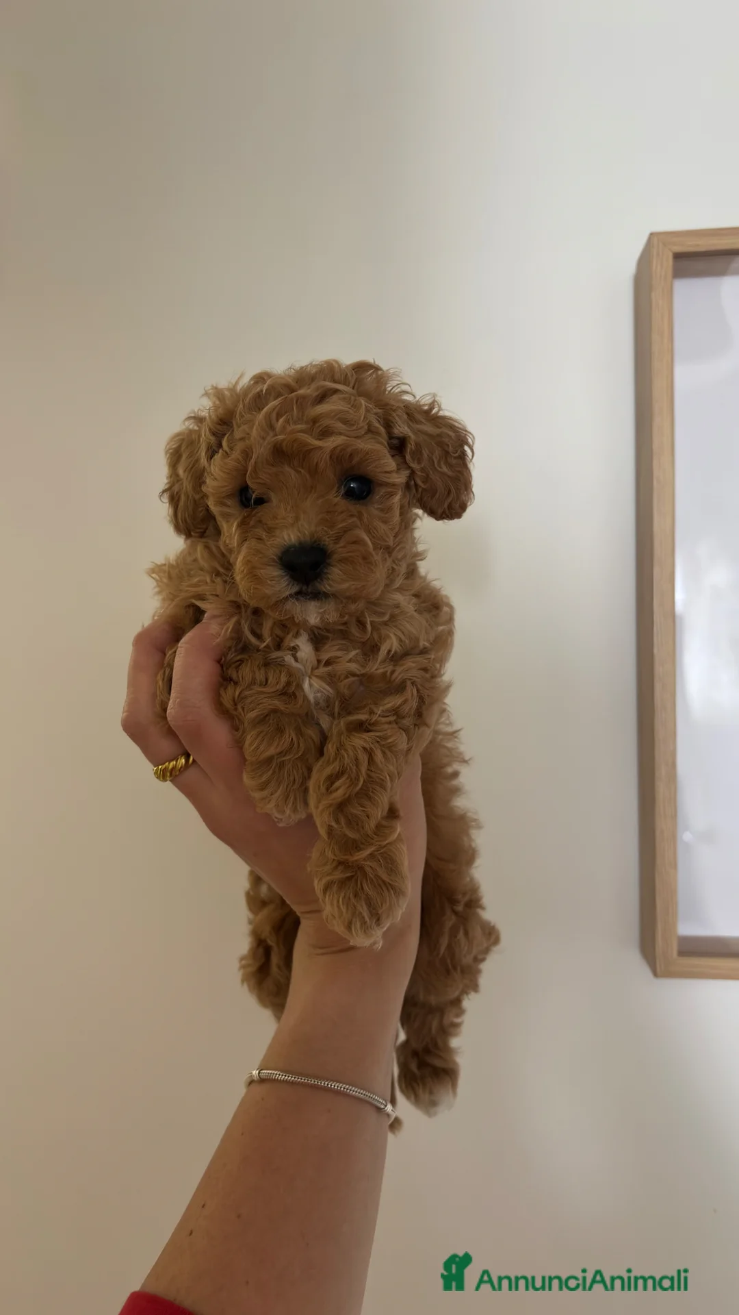 Barboncino Toy cani in vendita: 3280166815 a Provincia di Brindisi - Annuncio 1