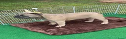 Bulldog Francese cani in vendita: Cucciola bulldog francese  - Annuncio 2