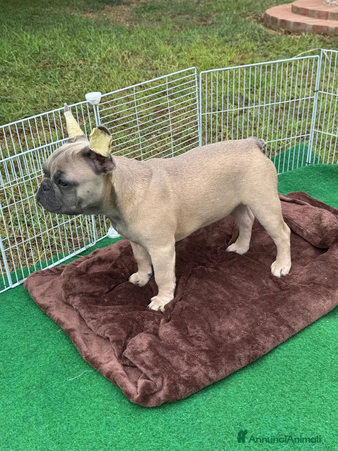 Bulldog Francese cani in vendita: Cucciola bulldog francese  - Annuncio 2
