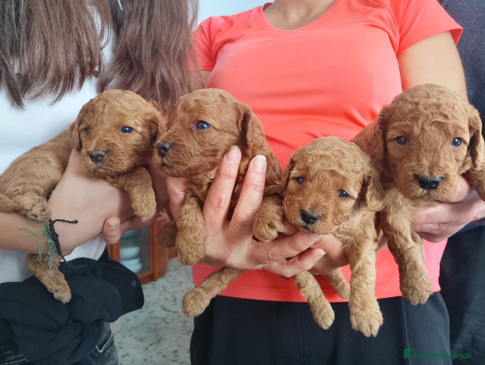 Barboncino cani Barboncino nano color albicocca/fulvo  - Annuncio 14