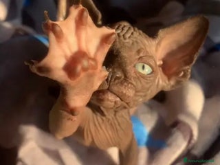 Sphynx gatti Cuccioli di Canadian Sphynx con pedigree - Annuncio 36