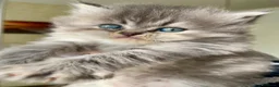 Persiano gatti in vendita: Splendidi cuccioli di gatto persiano - Annuncio 8