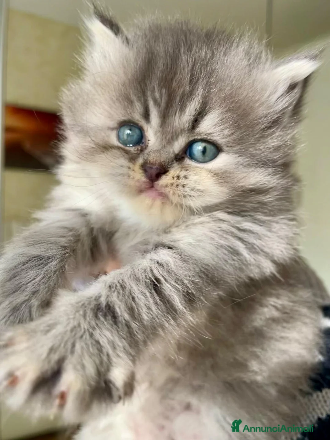 Persiano gatti in vendita: Splendidi cuccioli di gatto persiano - Annuncio 8