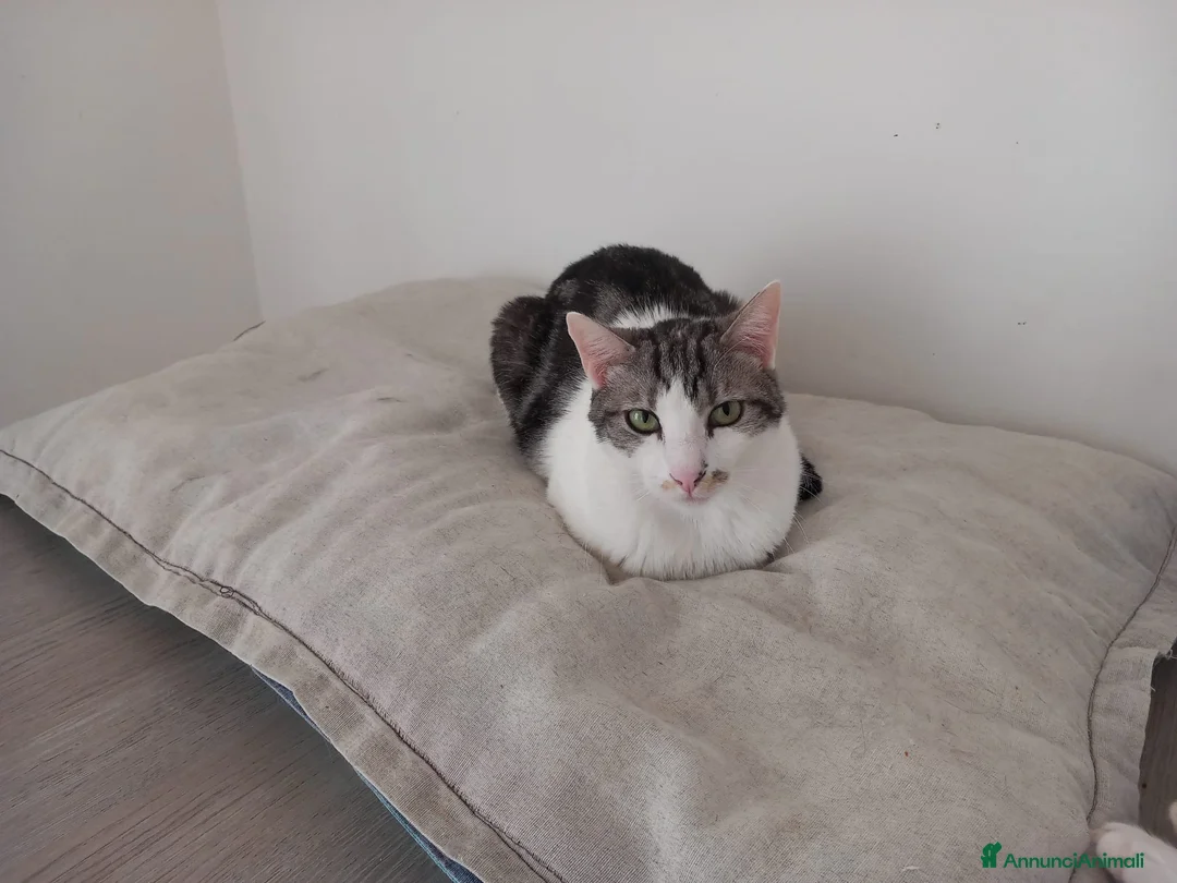 Europeo gatti in regalo: Miele, adorabile gatto da adottare! - Annuncio 5