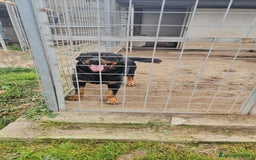 Rottweiler cani in regalo: Ares: 5 anni, Rottweiler equilibrato, socievole  a Città Metropolitana di Genova - Immagine 5