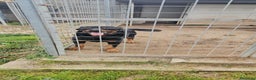 Rottweiler cani in regalo: Ares: 5 anni, Rottweiler equilibrato, socievole  a Città Metropolitana di Genova - Annuncio 7