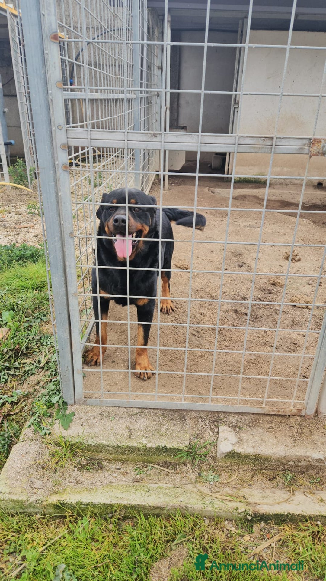 Rottweiler cani in regalo: Ares: 5 anni, Rottweiler equilibrato, socievole  a Città Metropolitana di Genova - Immagine 5