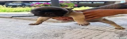 Bulldog Francese cani in vendita: Cuccioli di bulldog francese - Annuncio 8
