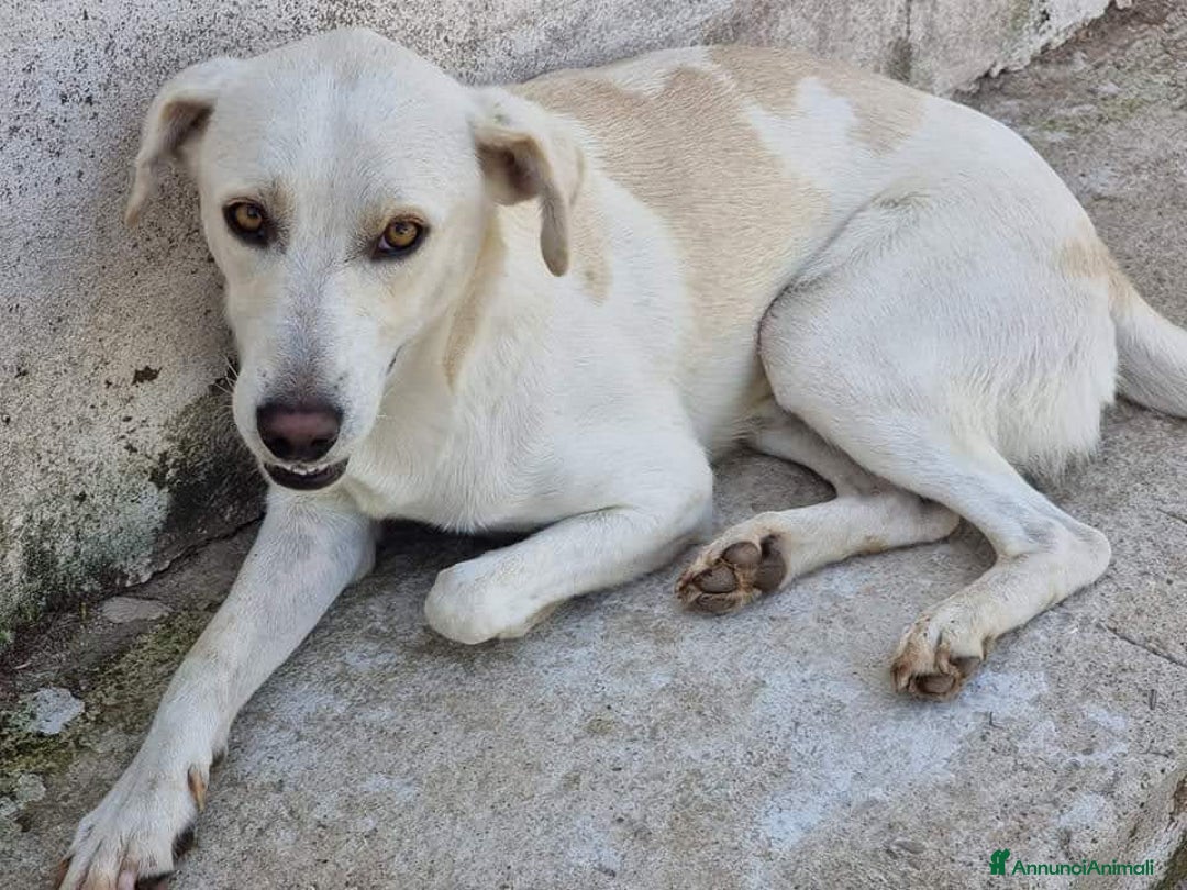 Meticcio cani in regalo: BLANCO TAGLIA MEDIA DOLCE E SIMPATICO - Annuncio 2