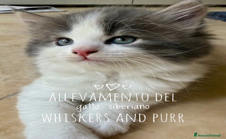 Siberiano gatti a Provincia di Padova - Annuncio 17