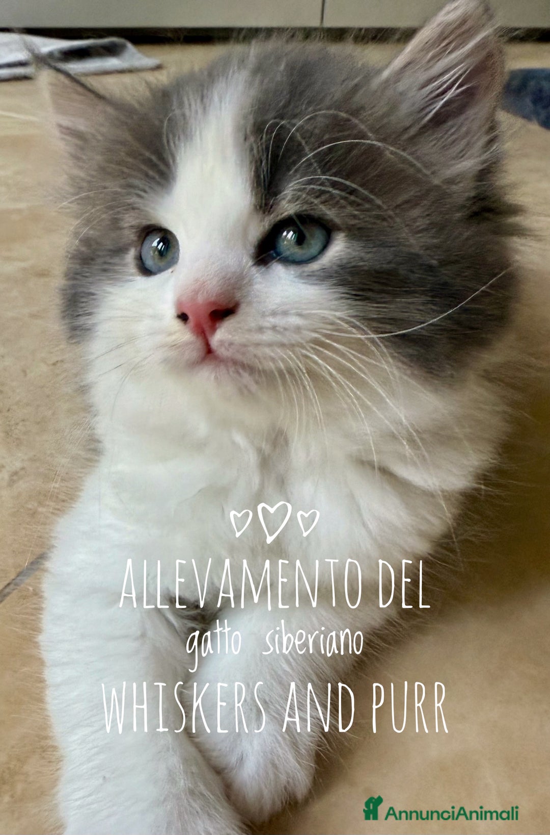 Siberiano gatti in vendita: Cuccioli gatto siberiano a Provincia di Padova - Immagine 1