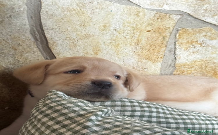 Labrador cani a Città metropolitana di Palermo - Annuncio 18