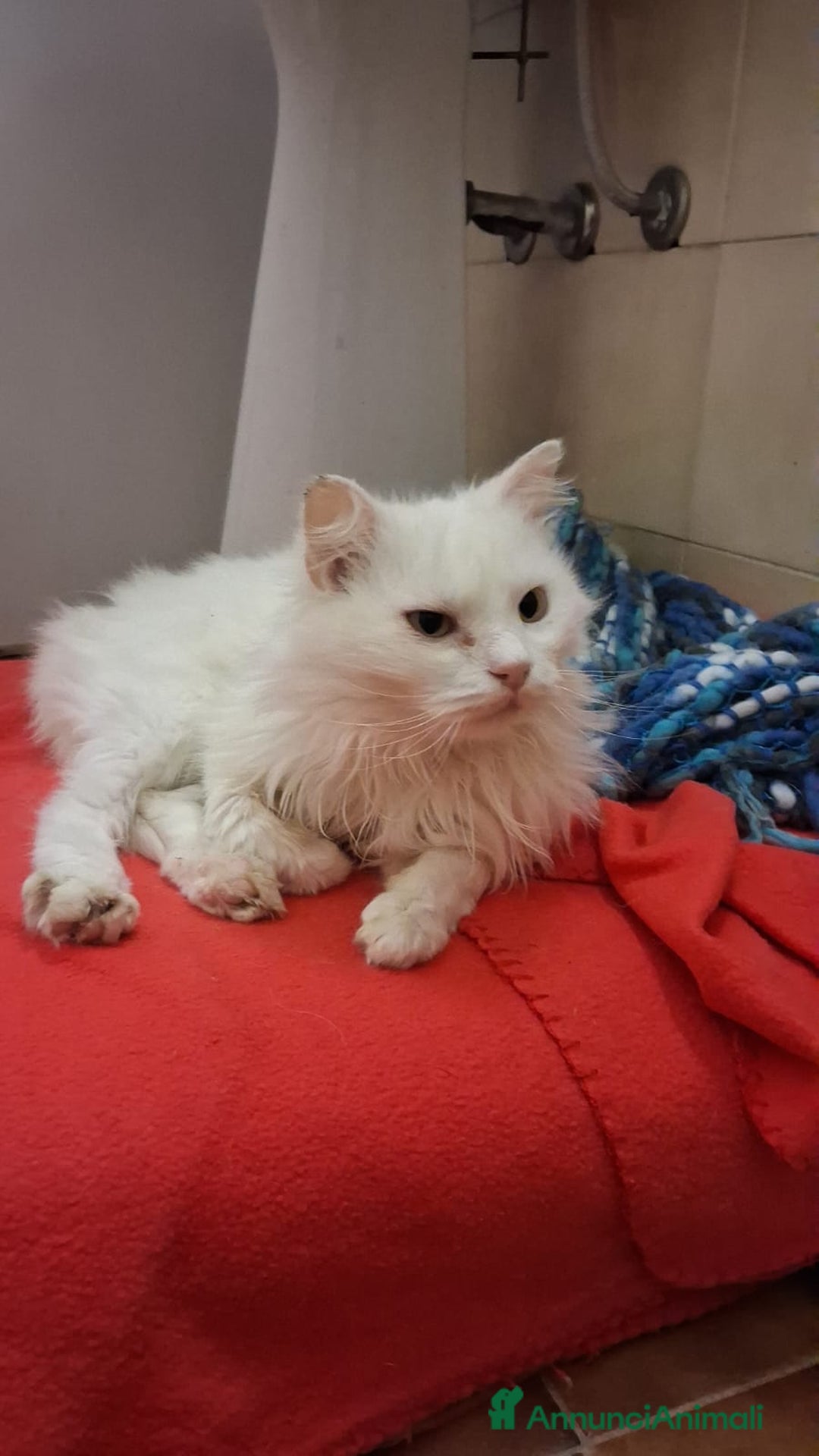 Meticcio gatti in regalo: GATTA E GATTINO SPECIALI - Annuncio 6