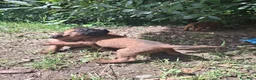 Segugio Bavarese cani in vendita: Cucciolata di Segugio bavarese - Annuncio 3
