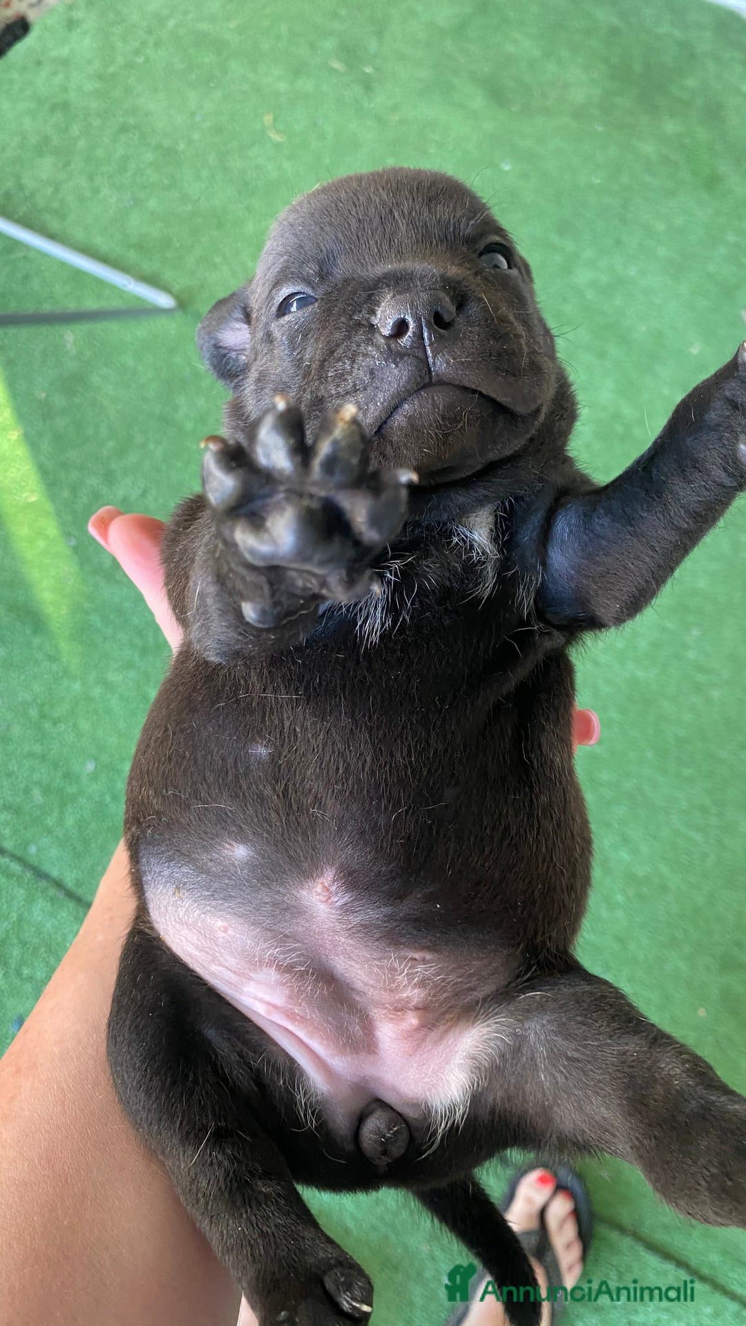 Staffordshire cani in vendita: Cuccioli di Staffordshire Bull Terrier a Città Metropolitana di Cagliari - Immagine 3